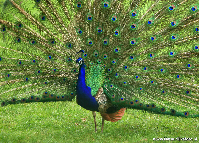 Peacock postcard (0029) Peacock postcard (0029)