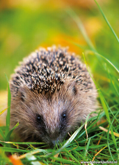 Hedgehog postcard (0032)