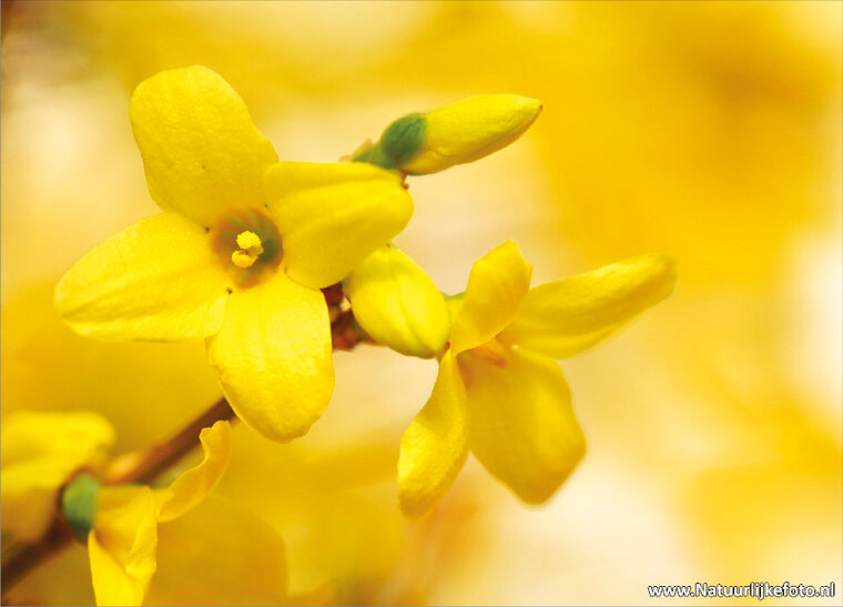 Forsythia flower postcard (0034)
