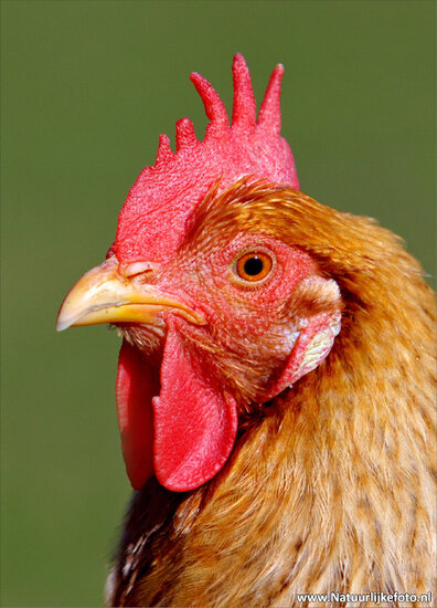 Rooster postcard (0037)