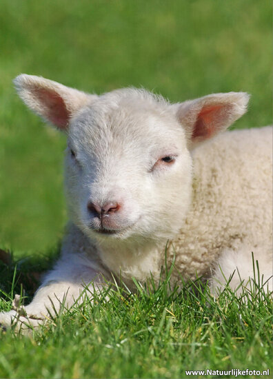 Lamb postcard (0038)