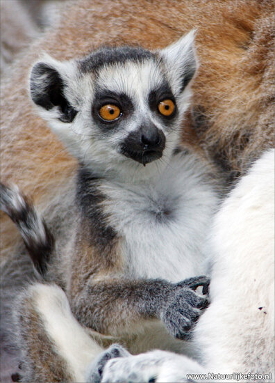 Ring tailed Lemur postcard (0040)