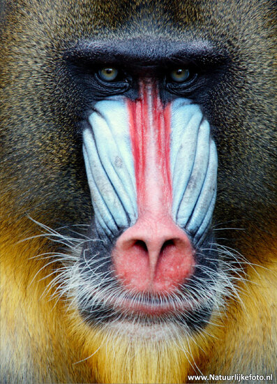 Mandril postcard (0041)