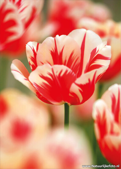 postcard tulip (0045)