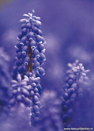 postcard grape hyacinths flower (0048) postcard grape hyacinths flower (0048)