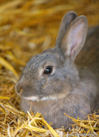 Rabbit postcard (0053)