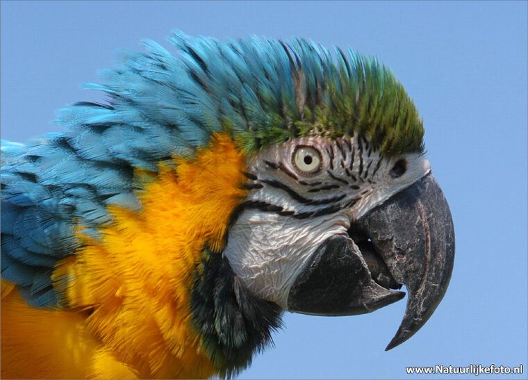 Blue yellow macaw postcard (0054)