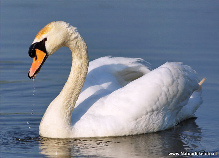 Swan postcard (0056)
