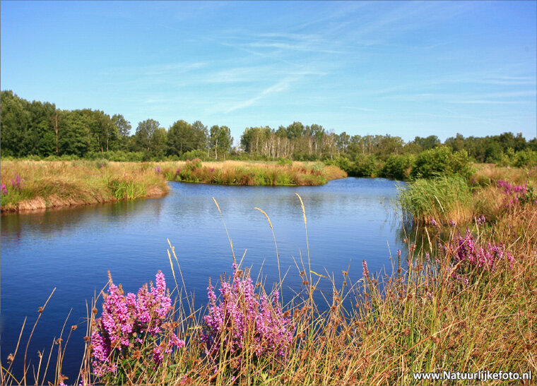 Landscape postcard - Alde Feanen (0058)