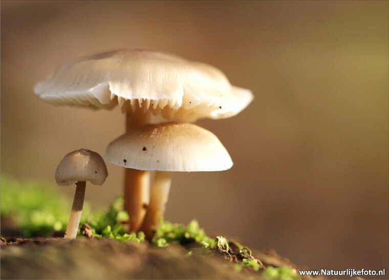 Mushrooms in autumn postcard (0061)