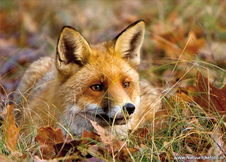 postcard fox - wildlife postcards (0062) postcard fox - wildlife postcards (0062)