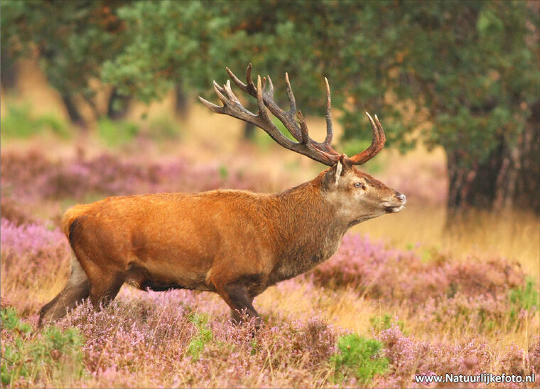 Red deer postcard (0064)