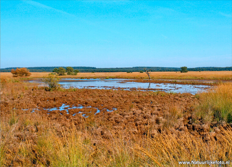 Landscape on the Veluwe postcard (0065)