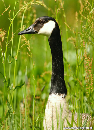 Canada geese postcard (0067)
