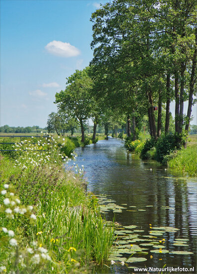 Estate Nienoord postcard (0069)