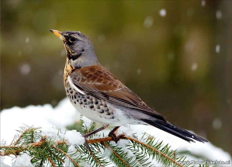 Bird postcard - fieldfare (0074) Bird postcard - fieldfare (0074)