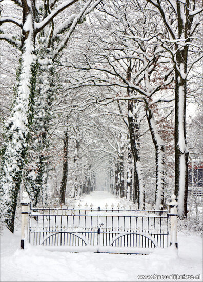 Winters lane with fence postcard (0083)