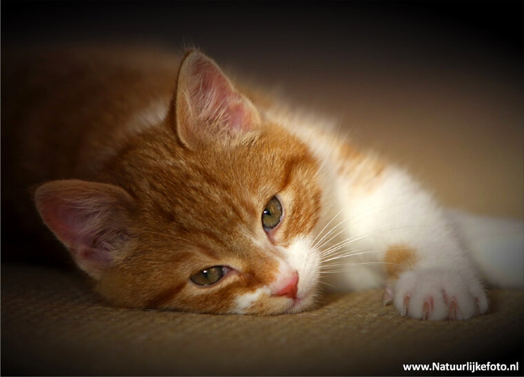 postcard cat (0092)