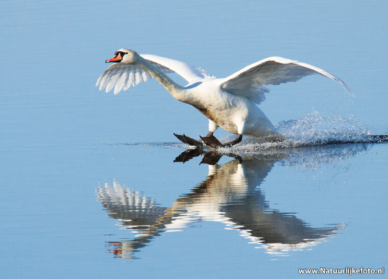 Bird postcard - Mute swan (0093)