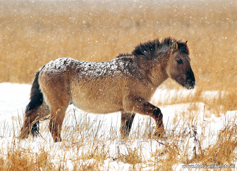 Konik horse postcard (0096)