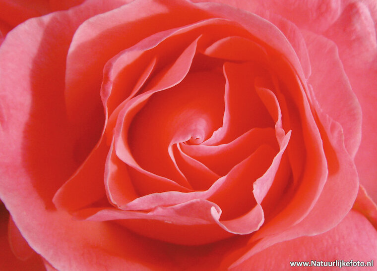 Rose postcard (0100)