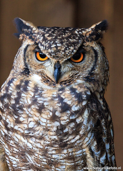 postcard eagle owl