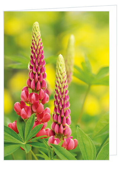 Greeting card lupine