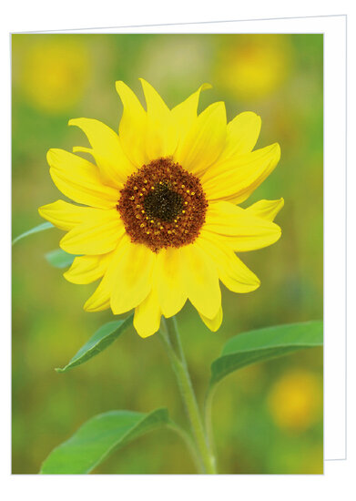 Greeting card without text - sunflower - double card with envelope (T014)
