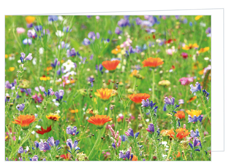 Greeting card without text - wild flowers - double card with envelope (T007)