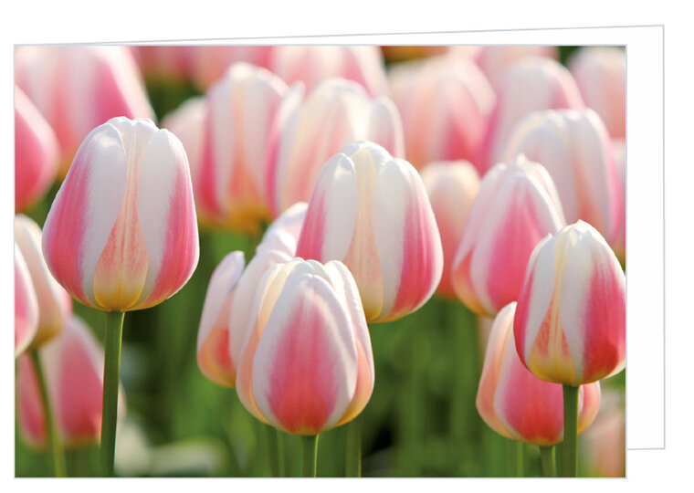 Greeting card without text - tulips - double card with envelope (T002)