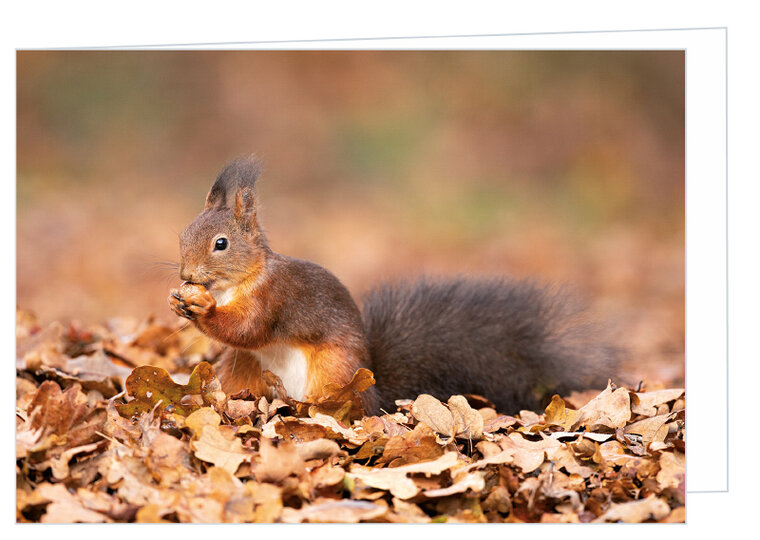 Greeting card without text - squirrel - double card with envelope (T020)