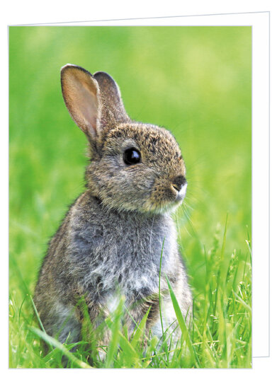 Greeting card without text - bunny - double card with envelope (T011)