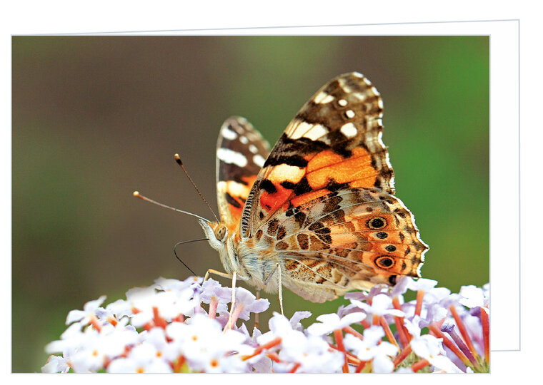 Greeting card without text - red admiral butterfly - double card with envelope (T001)
