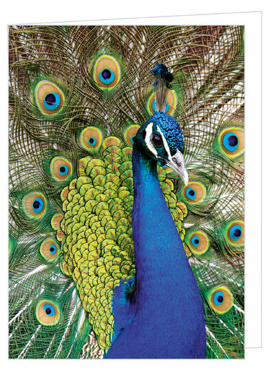 Greeting card without text - peacock - double card with envelope (T022)