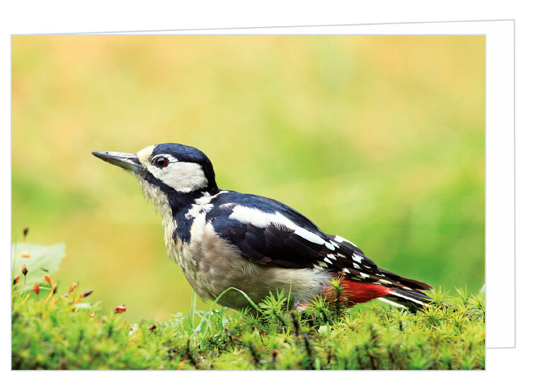 Greeting card without text - great spotted woodpecker - double card with envelope (T019)