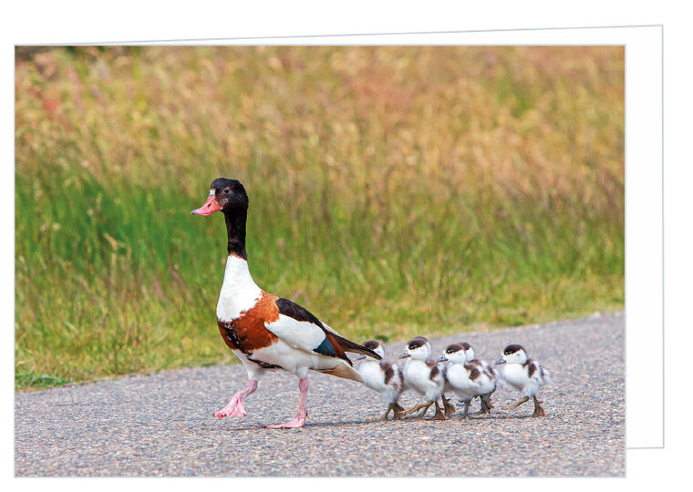 Greeting card without text - shelduck - double card with envelope (T017)