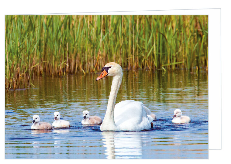 Greeting card without text - mute swan - double card with envelope (T004)