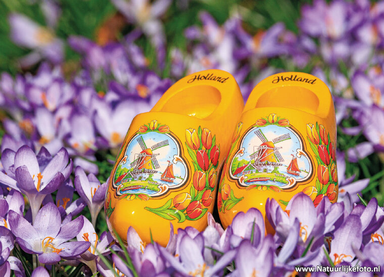 postcard clogs with crocuses