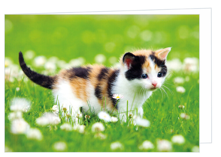 Blank greeting card kitten - double card with envelope (W003)