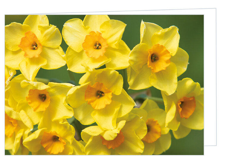 Blank greeting card Narcissus - double card with envelope (W010)
