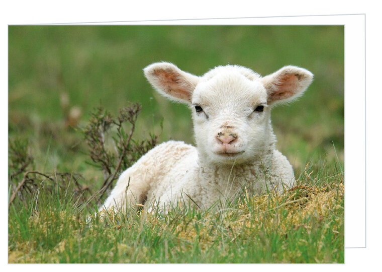 Blank greeting card lamb - double card with envelope (W009)