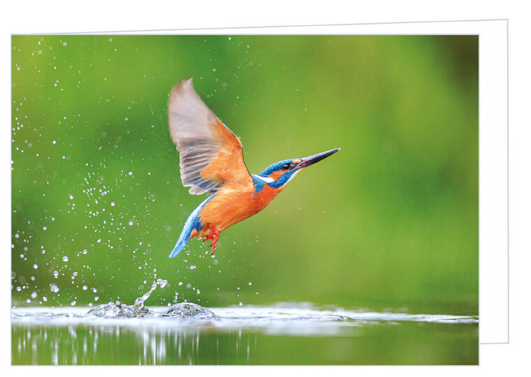Blank greeting card king fisher - double card with envelope (W008)