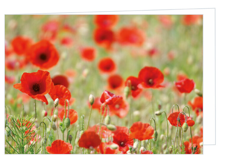 Blank greeting card Papaver - double card with envelope (W006)