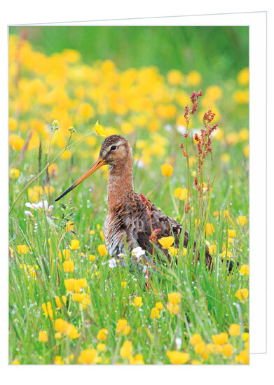 Blank greeting card black-tailed godwit - double card with envelope (W013)