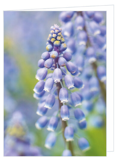 blank greeting card blue grape hyacinths