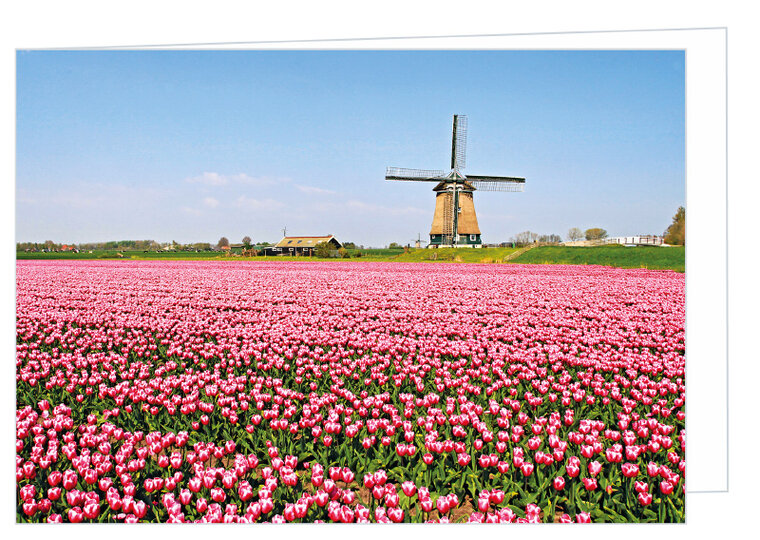 Blank greeting card mill with tulips - double card with envelope (W015)