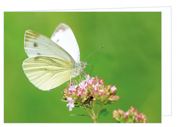 Blank greeting card white butterfly - double card with envelope (W018)