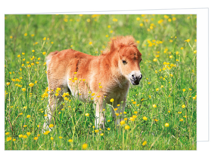 Blank greeting card foal - double card with envelope (W021)