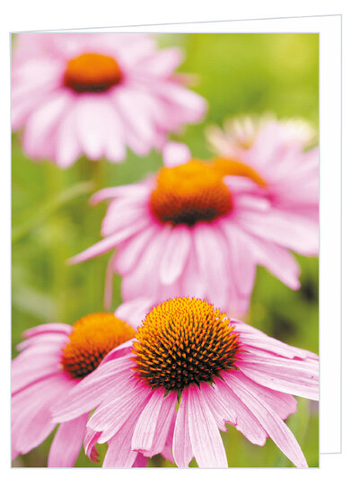 Blank greeting card purple coneflower- double card with envelope (W023)