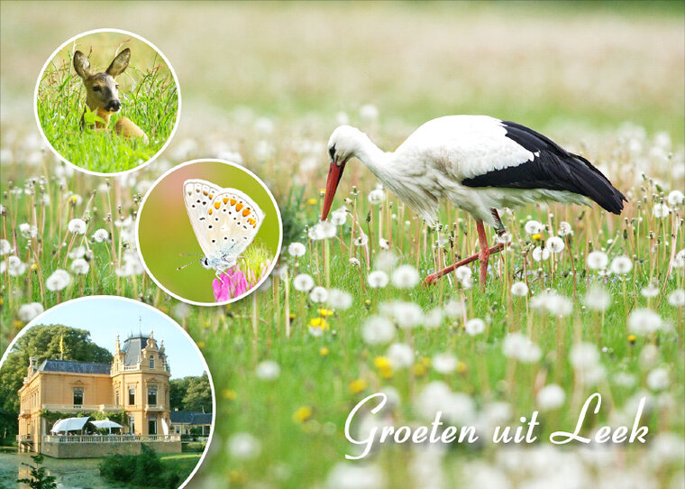 Postcard Leek 002